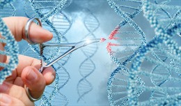 Nhật Bản bào chế thành công vaccine giúp loại bỏ các tế bào lão hóa