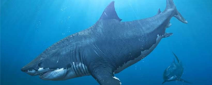 Phát hiện mới về tập tính nuôi con của cá mập lớn nhất đại dương thời tiền sử