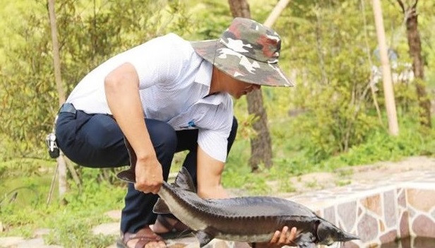 Nuôi cá tầm - Hướng phát triển kinh tế mới cho đồng bào miền núi A Lưới