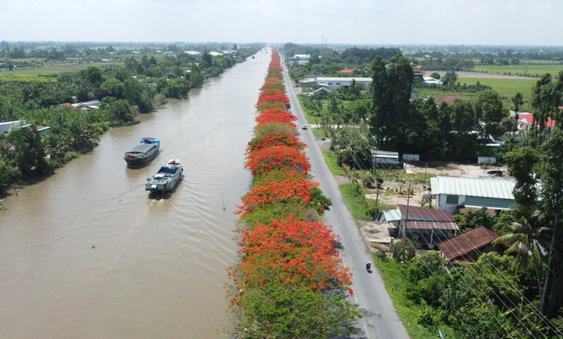 Hàng hoa phượng “thắp lửa” bờ kênh xáng Lấp Vò, Đồng Tháp