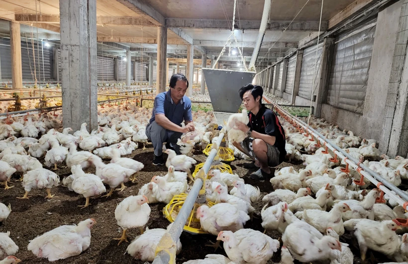 Ông Lê Văn Quyết đi đầu trong chăn nuôi công nghệ cao