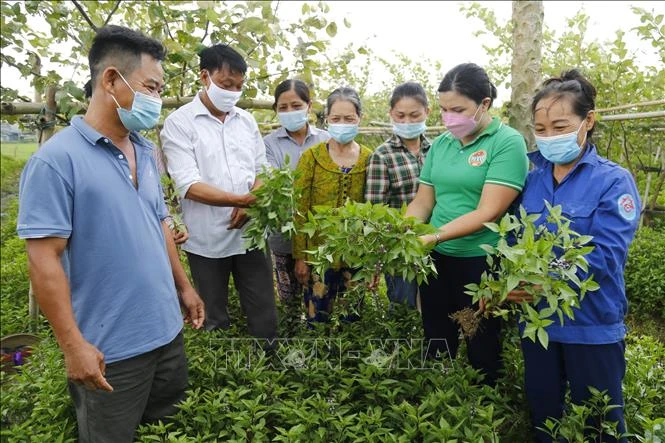 Phát triển nông nghiệp sinh thái - hướng đi bền vững