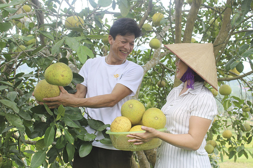 Hướng đi mới cho cây bưởi đặc sản Phú Thọ