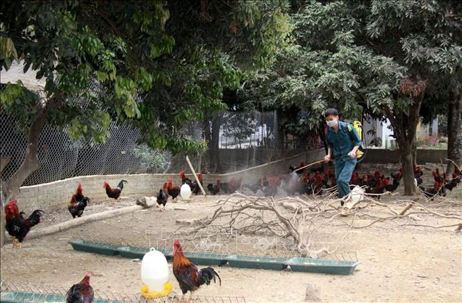 Khẩn trương phòng chống cúm gia cầm A/H5N8 lần đầu xuất hiện tại Việt Nam