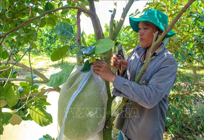 Vườn mít Thái gần 3 năm tuổi của gia đình anh Đào Huy Lực, xã Định Môn, huyện Thới Lai, TP Cần Thơ được chuyển đổi từ đất lúa kém hiệu quả. Ảnh: Thanh Liêm - TTXVN