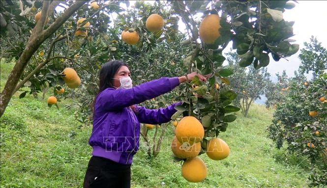 Tín dụng chính sách giúp nhiều hộ dân ở Yên Sơn có cuộc sống mới