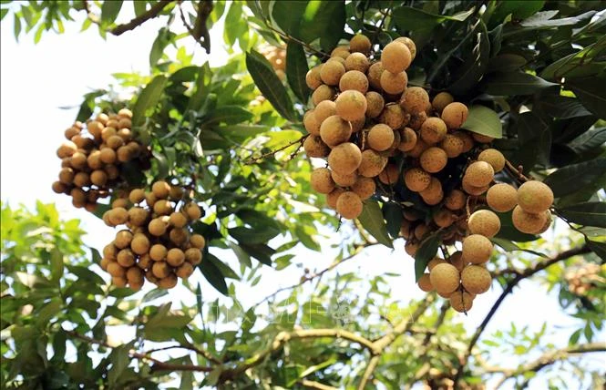Mở rộng cơ hội xuất khẩu cho trái nhãn Việt Nam