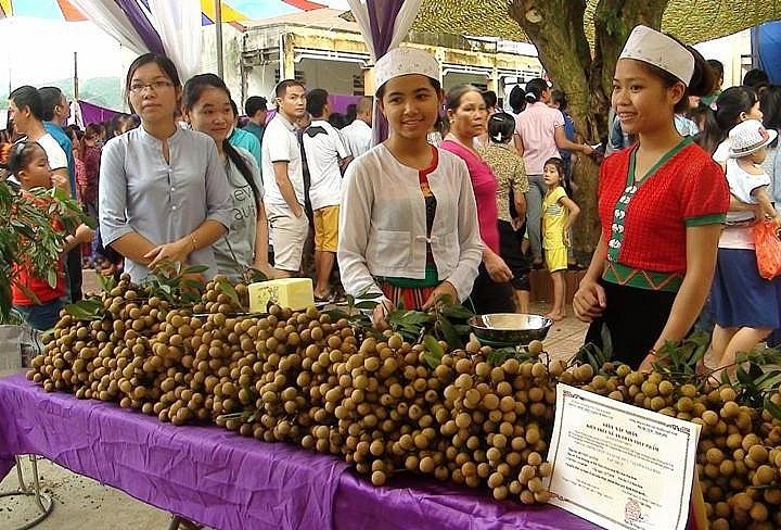 Hòa Bình xuất khẩu lô nhãn Sơn Thủy đầu tiên sang châu Âu 