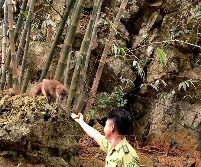Hòa Bình: Bảo vệ quần thể khỉ vàng và các loại động vật hoang dã 