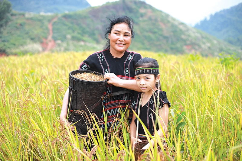 Cây lúa rẫy và lễ Ada của người Pa Kô ở Quảng Trị