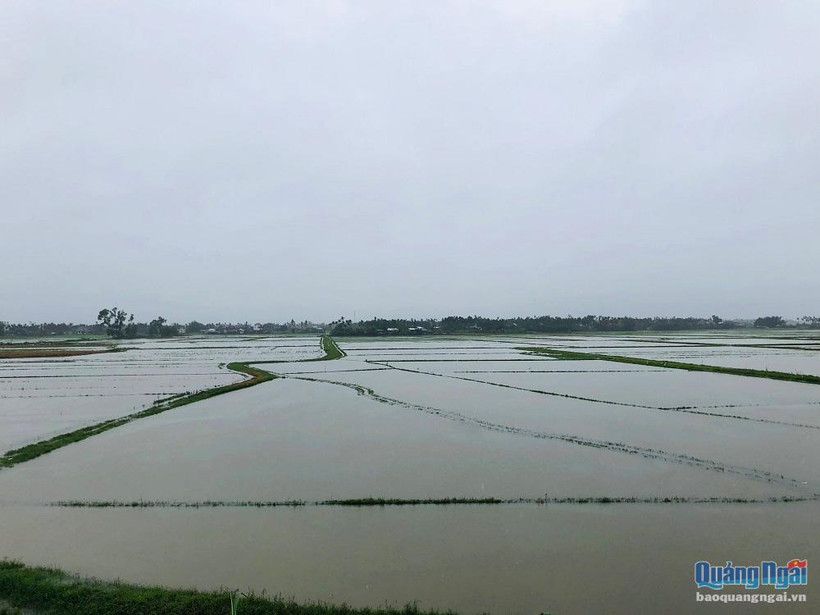 Quảng Ngãi: Mưa lớn trên diện rộng, nhiều xã ngập trong nước lũ