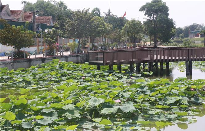 Phát triển cây sen gắn với du lịch ở xã Kim Liên