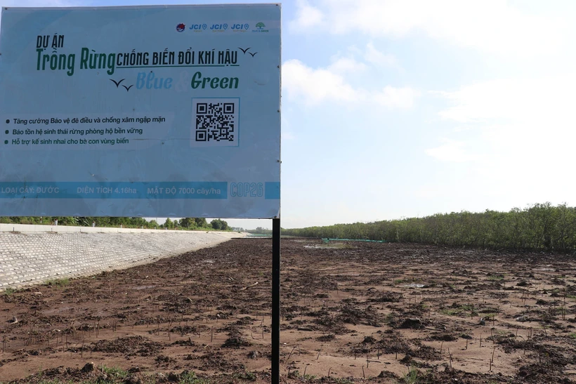 Khu vực trồng rừng ngập mặn của Dự án trồng rừng thích ứng biến đổi khí hậu Blue & Green. Ảnh: Hữu Chí - TTXVN