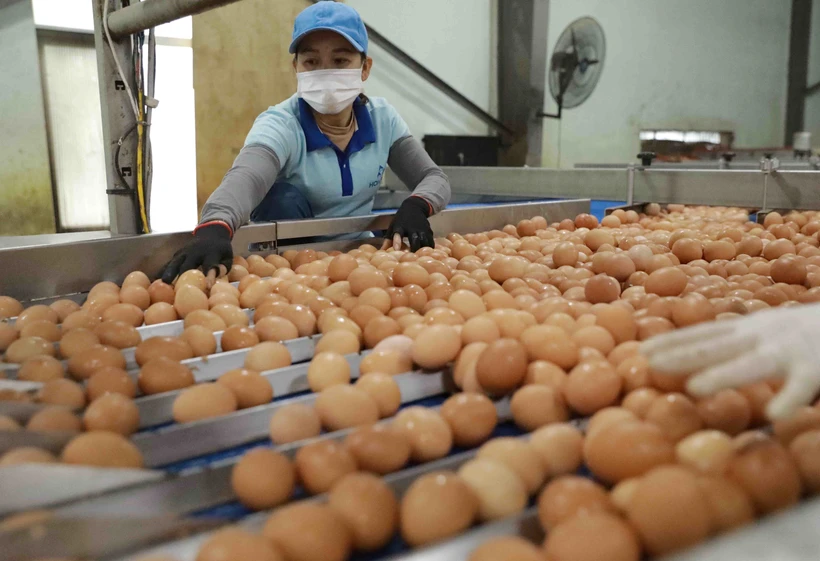 Dây chuyền sơ chế trứng gà của Nhà máy xử lý trứng Hoà Phát ở Đồng Lương, huyện Cẩm Khê, tỉnh Phú Thọ. Ảnh: Vũ Sinh - TTXVN