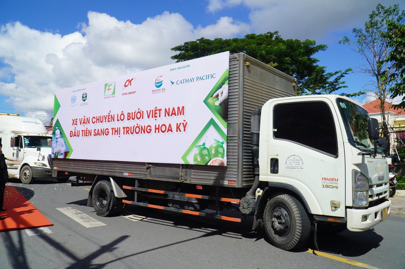 Xe vận chuyển lô bưởi đầu tiên xuất khẩu sang Hoa Kỳ. Ảnh: Công Trí - TTXVN