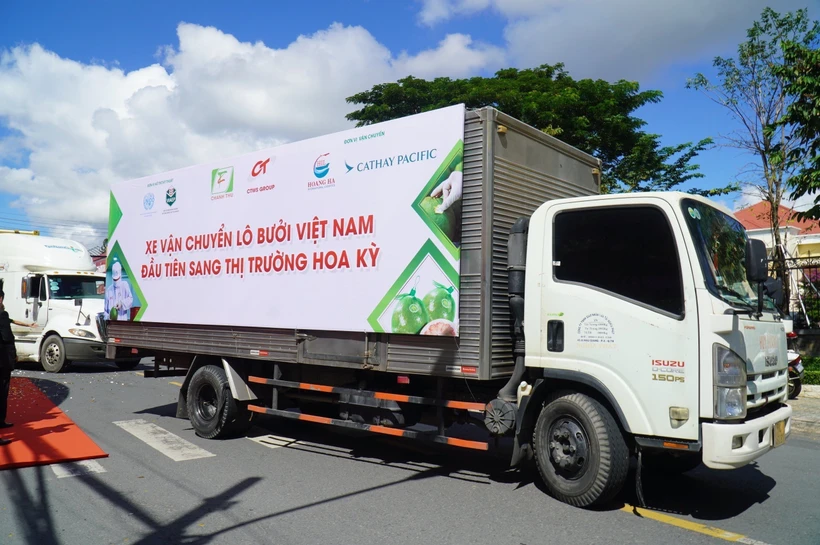 Xe vận chuyển lô bưởi đầu tiên xuất khẩu sang Hoa Kỳ. Ảnh: Công Trí - TTXVN