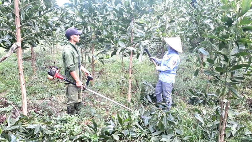Phú Thọ mở rộng diện tích trồng, chuyển hóa rừng cây gỗ lớn