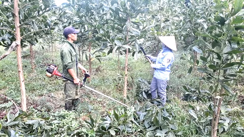 Phú Thọ mở rộng diện tích trồng, chuyển hóa rừng cây gỗ lớn