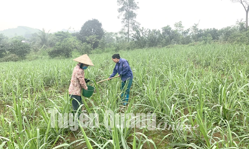 Tuyên Quang duy trì ổn định, mở rộng vùng mía nguyên liệu