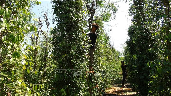 Bình Phước phát triển nông nghiệp sạch, nông nghiệp công nghệ cao
