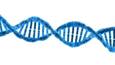 Chuột có loại gene giúp hệ miễn dịch chống lại virus
