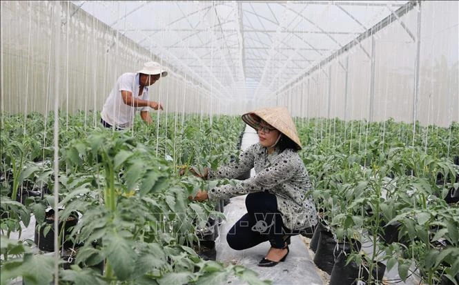 Những mô hình khoa học công nghệ xây dựng nông thôn mới mang lại hiệu quả kinh tế cao