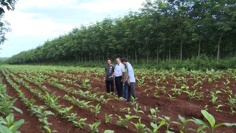 Gia Lai: Tìm hướng phát triển mới cho cây dược liệu
