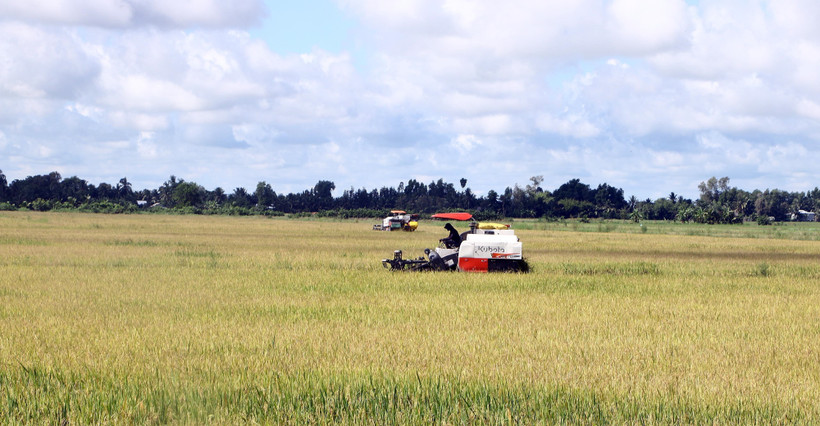 Nông dân Sóc Trăng phấn khởi vì lúa được giá