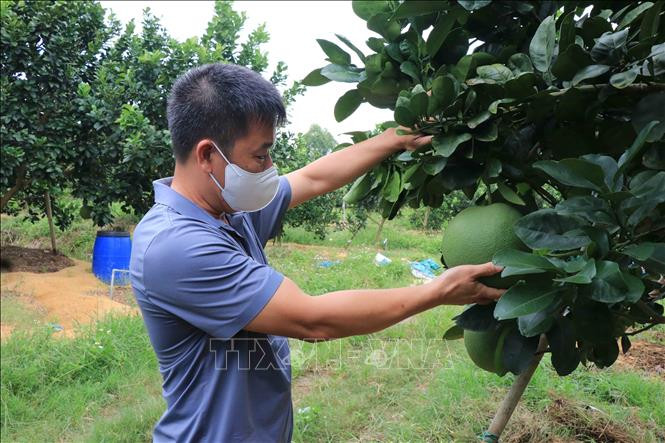 Phát triển thương hiệu bưởi da xanh Xuân Lai