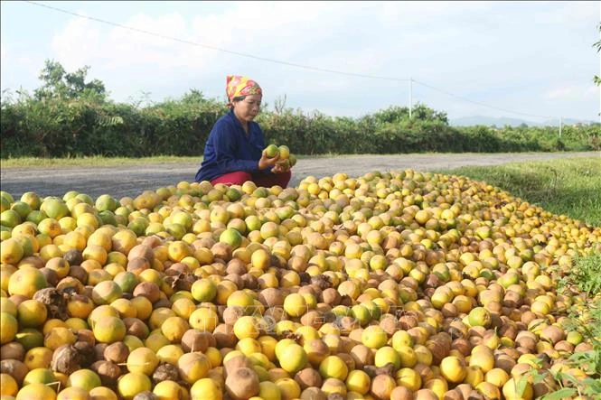 Tìm ra nguyên nhân cam rụng bất thường tại Nghệ An