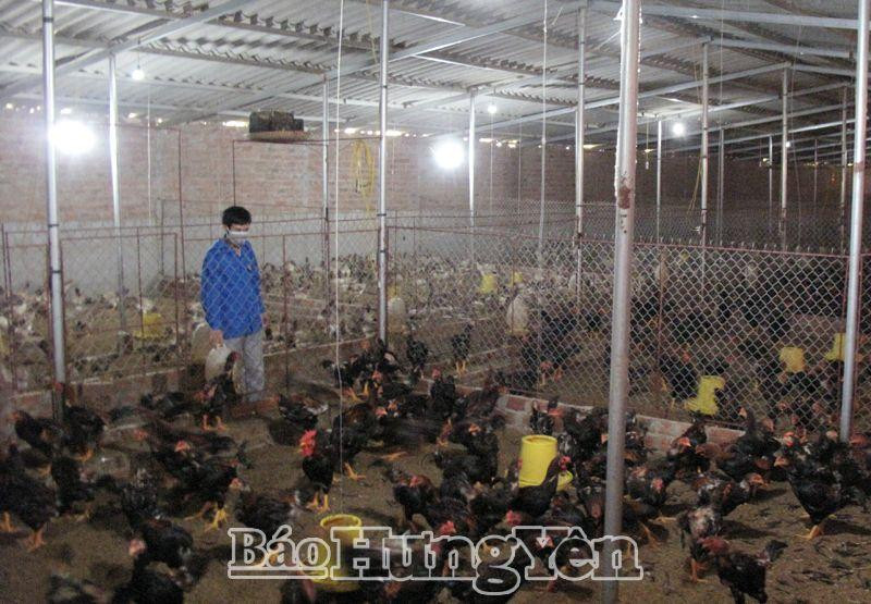 Nhân rộng mô hình chăn nuôi gà Đông Tảo lai an toàn sinh học