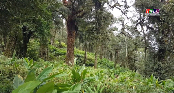 Quản lý chặt việc trồng cây thảo quả trong rừng tự nhiên đặc dụng tại Lào Cai