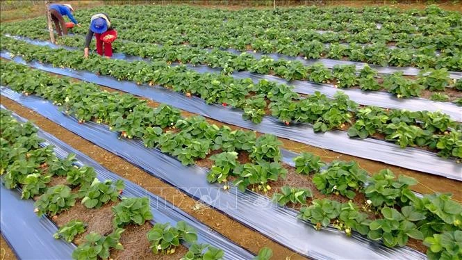 Những vườn dâu tây xanh mướt ở Kon Plông (Tây Nguyên) thu hút du khách tới cùng trải nghiệm. Ảnh: Quang Thái- TTXVN