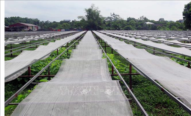Miến được ép lên phiên sau đó phơi khô dưới nắng mặt trời khoảng hai ngày. Ảnh: Trần Trang-TTXVN