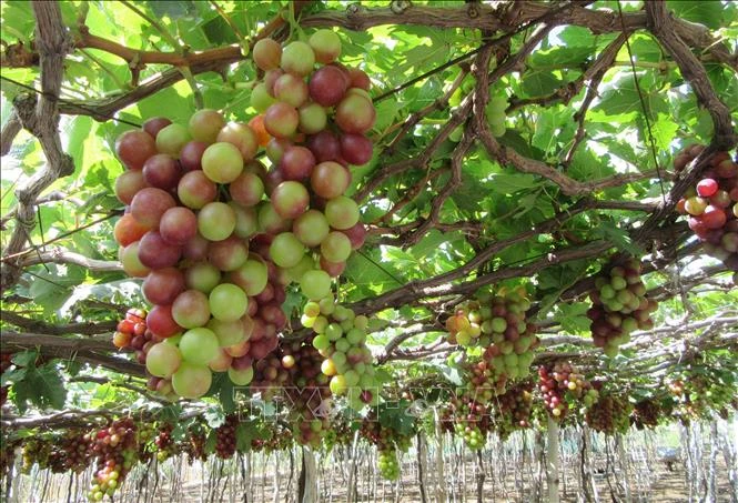 Nho vụ tết ở Ninh Thuận được giá cao