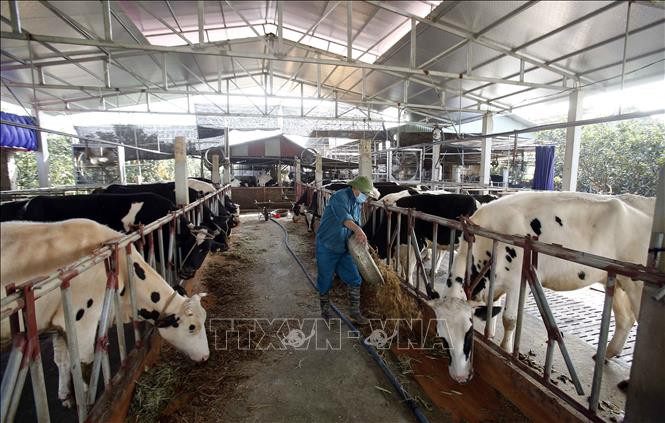 ​Chăn nuôi an toàn sinh học để bảo đảm tốt mục tiêu phát triển