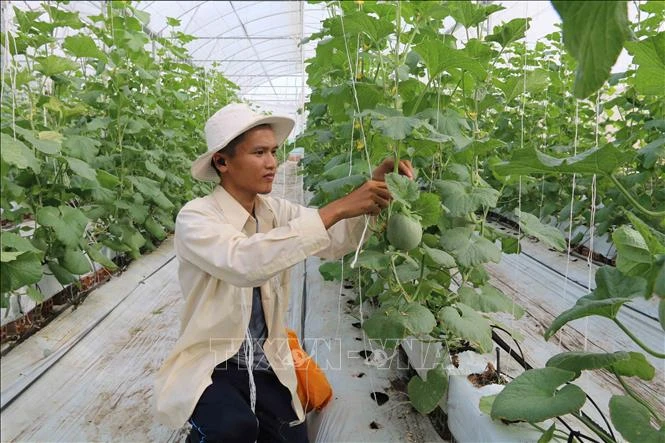 Trà Vinh ưu tiên hỗ trợ nông dân thực hành các mô hình sản xuất sạch