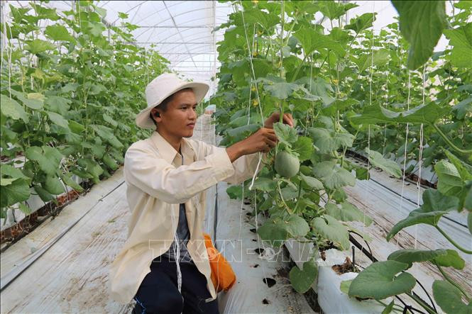 Trà Vinh ưu tiên hỗ trợ nông dân thực hành các mô hình sản xuất sạch