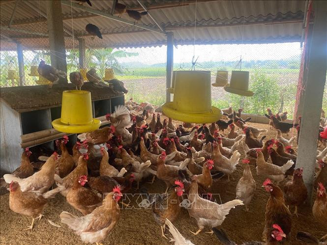 Chăn nuôi gia cầm còn tiếp tục đối mặt với giá thức ăn ở mức cao