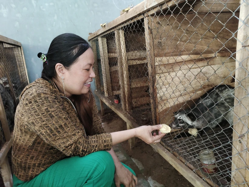 Nhân nuôi cầy vòi hương mang lại hiệu quả kinh tế cao