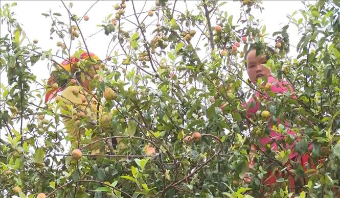 Sơn La chuyển đổi cơ cấu nông nghiệp, mở hướng thoát nghèo
