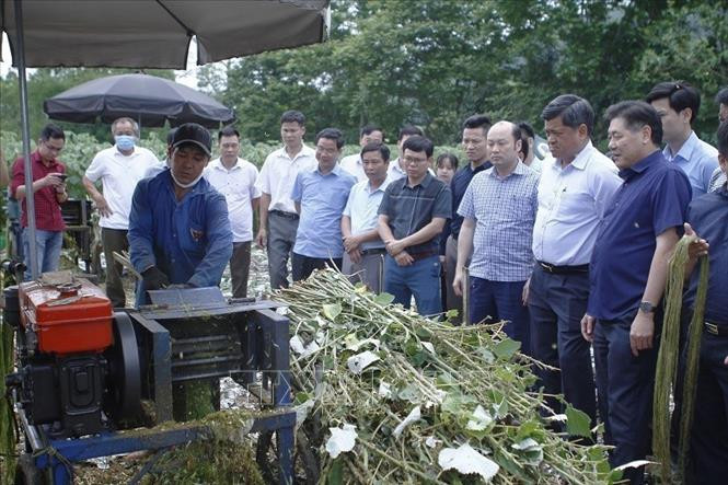 Sản xuất cây gai xanh làm nguyên liệu cho ngành dệt may ở phía Bắc