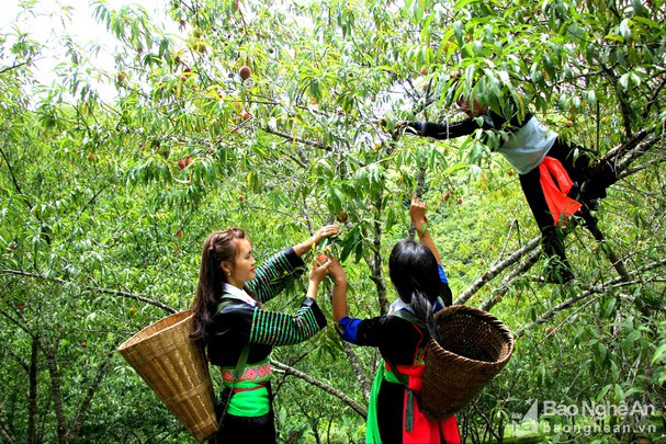 Đào chín rộ ở miền Tây Nghệ An