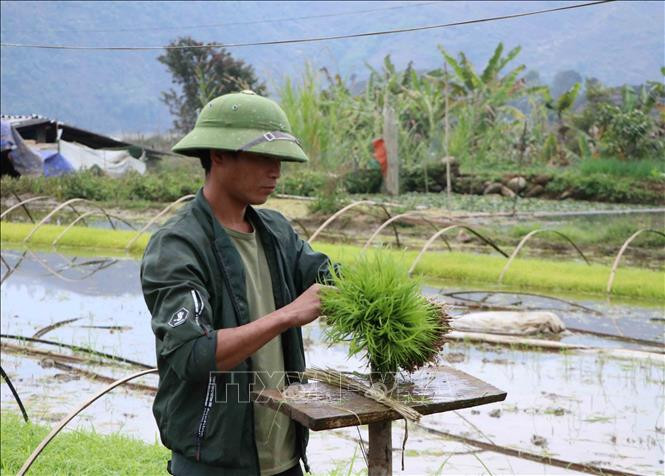 Lai Châu khẩn trương gieo cấy đúng thời vụ tránh rét đậm, rét hại