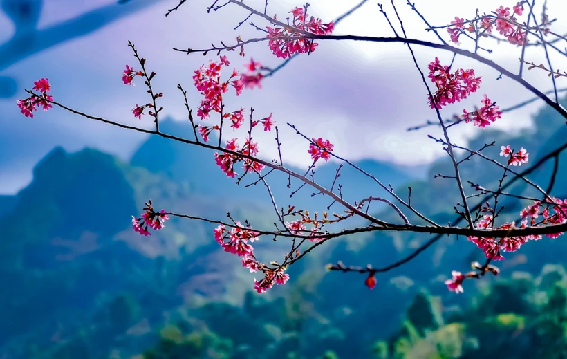 Lần đầu tiên Lễ hội hoa Tớ Dày được tổ chức ở vùng cao Mù Cang Chải, Yên Bái