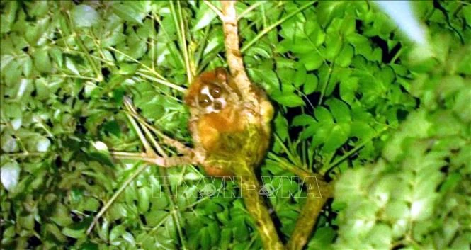Bảo tồn loài Cu li quý hiếm tại Khu Bảo tồn thiên nhiên Xuân Liên