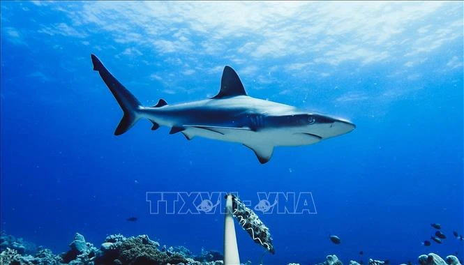 Cá mập tại vùng biển ngoài khơi Australia. Ảnh: AFP/ TTXVN