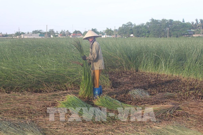 Cói Thanh Hóa chinh phục thị trường khó tính