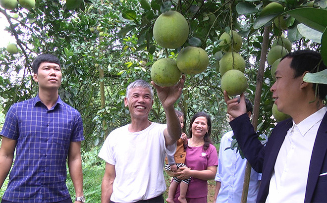 Bưởi tiến vua mang lại nguồn thu hàng trăm tỷ đồng