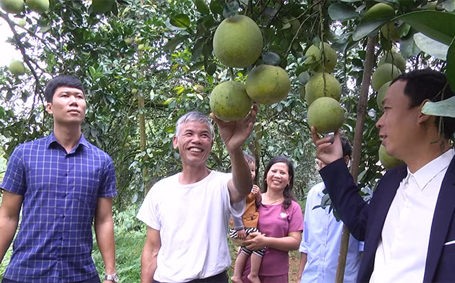 Bưởi tiến vua mang lại nguồn thu hàng trăm tỷ đồng